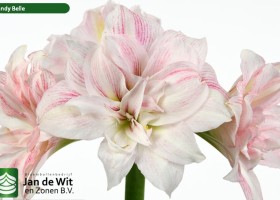 hippeastrum Candy Belle (2)
